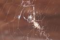 Zosis_geniculata_D7692_Z_87_The Gap_Australie